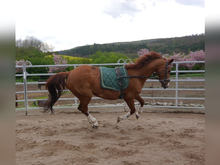 Oldenbourg Jument 20 Ans 165 cm Alezan in Hetschburg