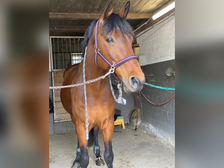 Oldenbourg Jument 20 Ans 168 cm Bai in Hörstel