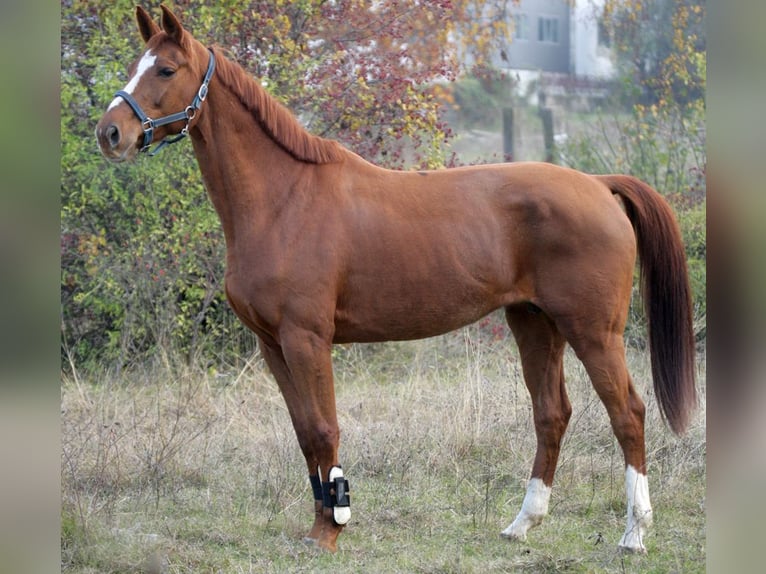 Oldenbourg Jument 20 Ans 173 cm Alezan brûlé in Ruse