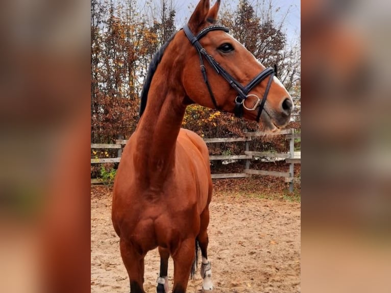 Oldenbourg Jument 20 Ans 175 cm Bai in Rottenacker