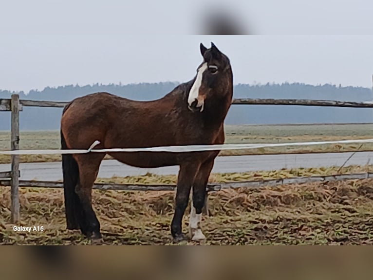 Oldenbourg Jument 20 Ans 176 cm Bai in Bad Schussenried