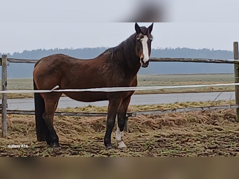 Oldenbourg Jument 20 Ans 176 cm Bai in Bad Schussenried