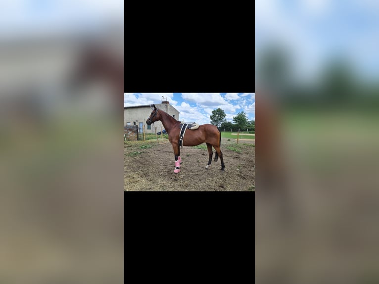 Oldenbourg Jument 21 Ans 166 cm Bai in Osterburg