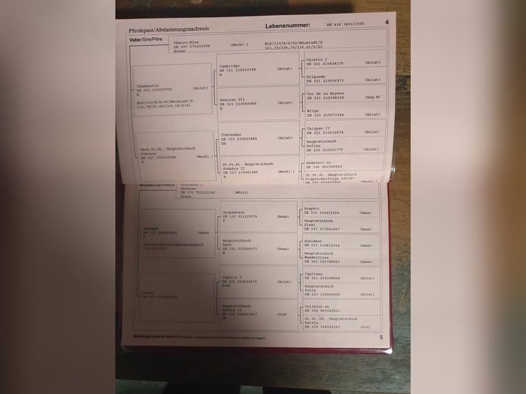 Oldenbourg Jument 21 Ans 168 cm Alezan brûlé in Greifswald