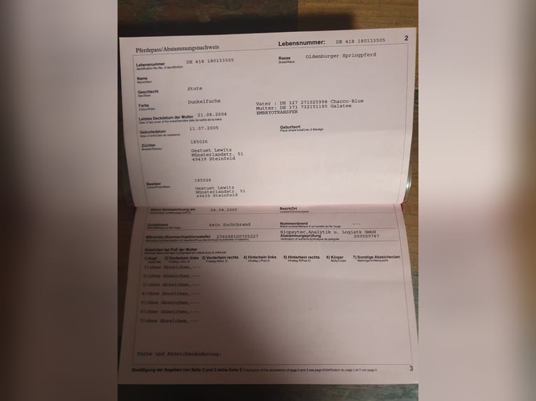 Oldenbourg Jument 21 Ans 168 cm Alezan brûlé in Greifswald