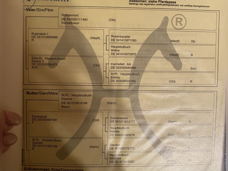 Oldenbourg Jument 21 Ans 168 cm Bai brun in Flieden