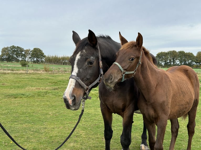 Oldenbourg Jument 21 Ans 171 cm Bai in Twistringen