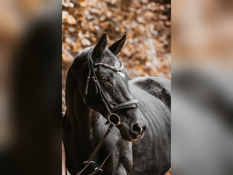 Oldenbourg Jument 22 Ans 166 cm Bai brun foncé in Daaden
