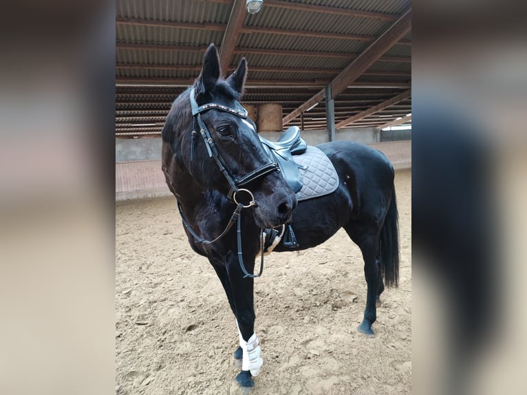 Oldenbourg Jument 22 Ans 166 cm Bai brun foncé in Daaden