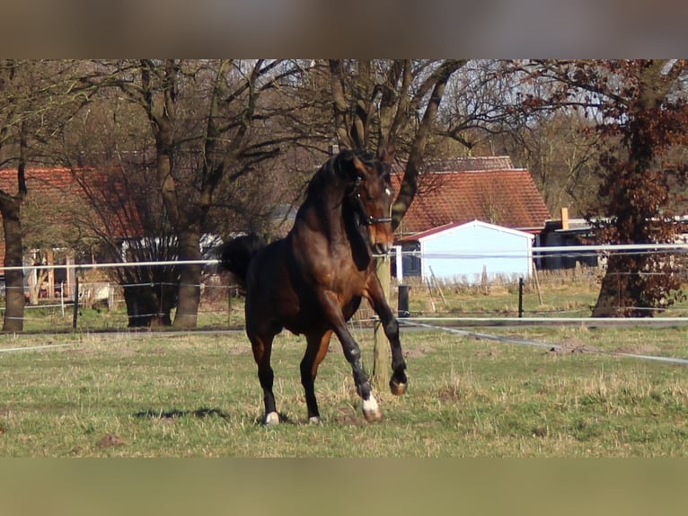 Oldenbourg Jument 22 Ans 171 cm Bai in Gütersloh