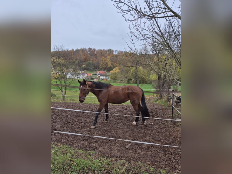 Oldenbourg Jument 22 Ans 173 cm Bai in Bad Arolsen