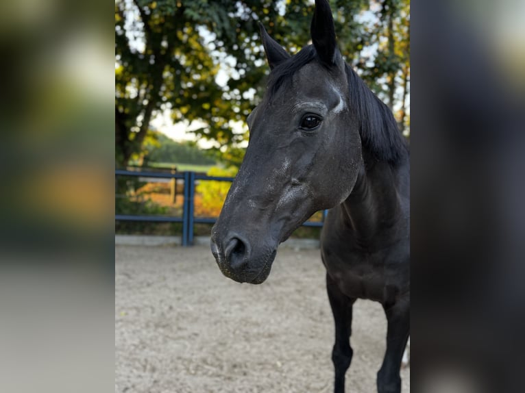 Oldenbourg Jument 23 Ans 163 cm Bai brun in Vechelde