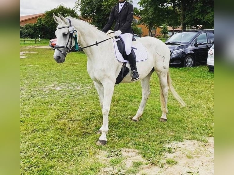 Oldenbourg Jument 23 Ans 168 cm Gris in Warmsen