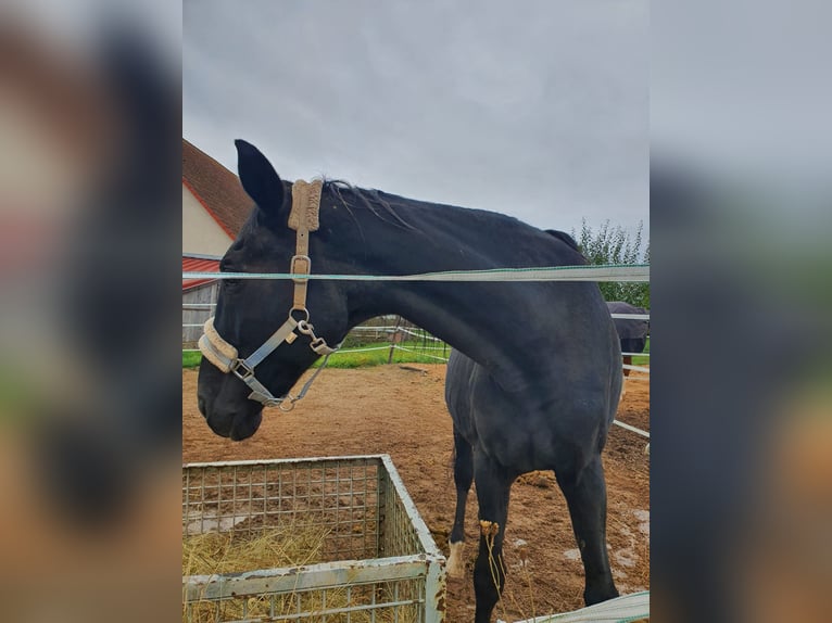 Oldenbourg Jument 24 Ans 173 cm Noir in Bad Bocklet
