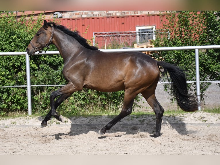 Oldenbourg Jument 2 Ans 147 cm Bai in Gotha