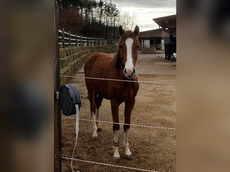 Oldenbourg Jument 2 Ans 153 cm Alezan brûlé in Heroldsbach