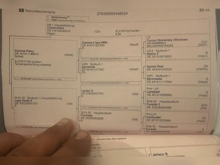 Oldenbourg Croisé Jument 2 Ans 155 cm Gris in Döbeln
