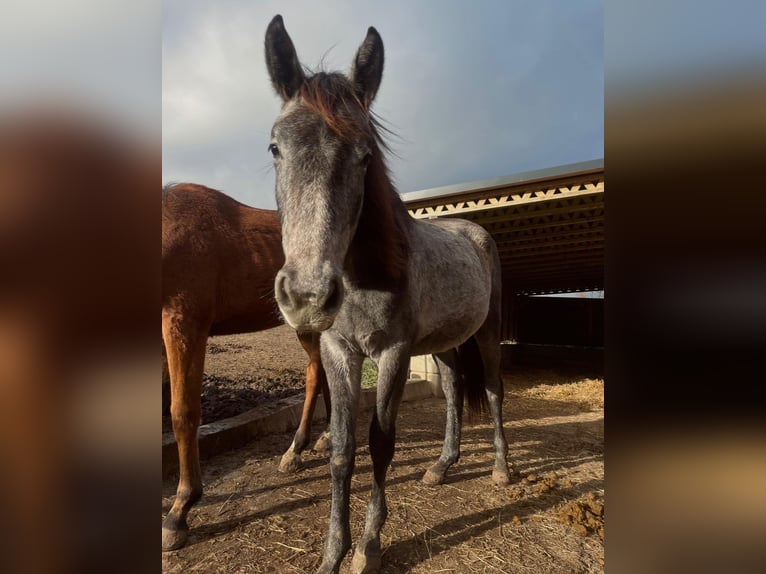 Oldenbourg Croisé Jument 2 Ans 155 cm Gris in Döbeln