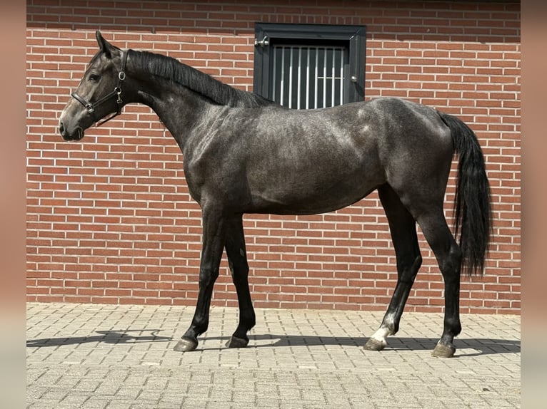 Oldenbourg Jument 2 Ans 156 cm Gris in Zieuwent