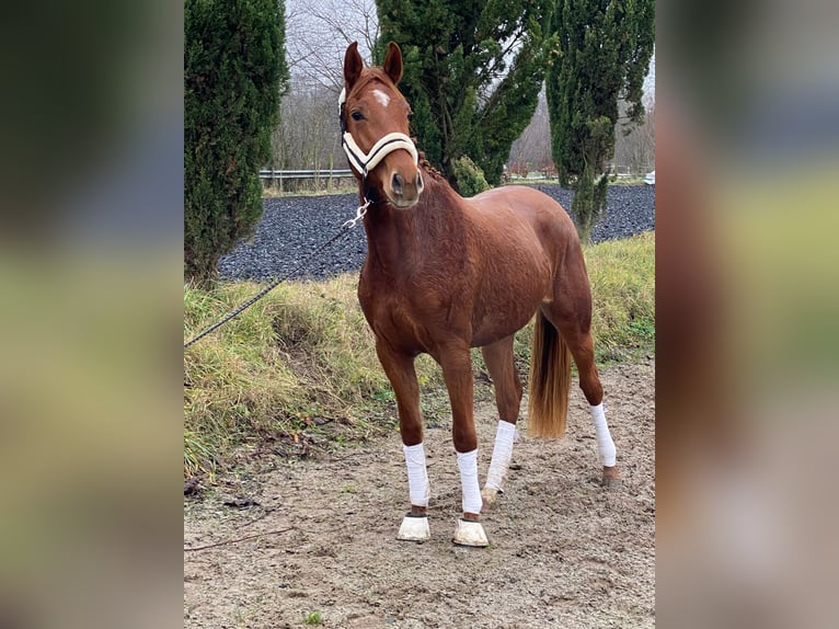 Oldenbourg Jument 2 Ans 159 cm Alezan brûlé in Mühlhausen