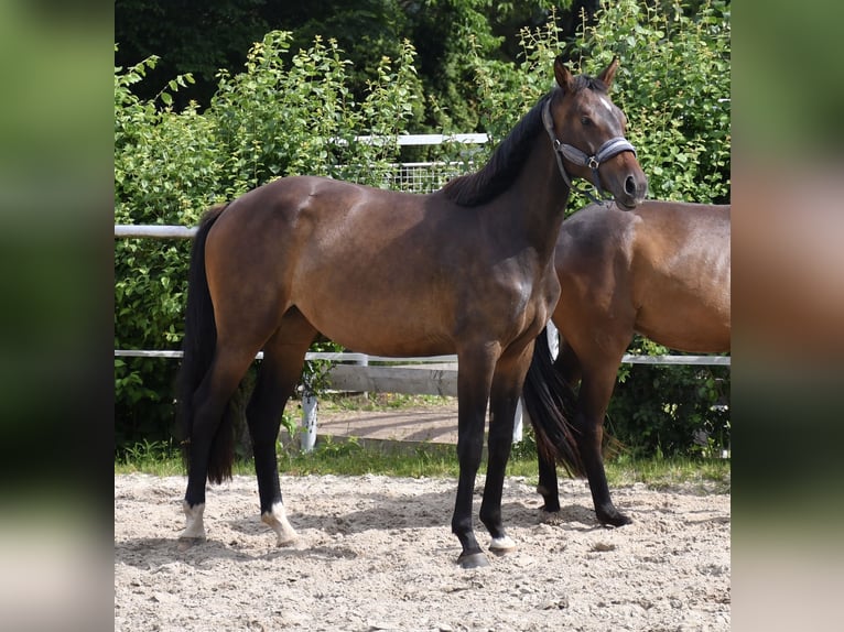 Oldenbourg Jument 2 Ans 159 cm Bai brun in Gotha