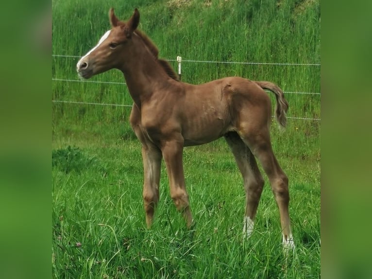 Oldenbourg Jument 2 Ans 160 cm Alezan in Reichshof