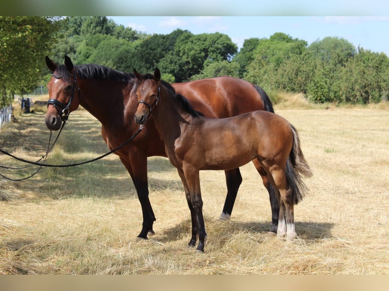 Oldenbourg Jument 2 Ans 160 cm Bai in Erfurt