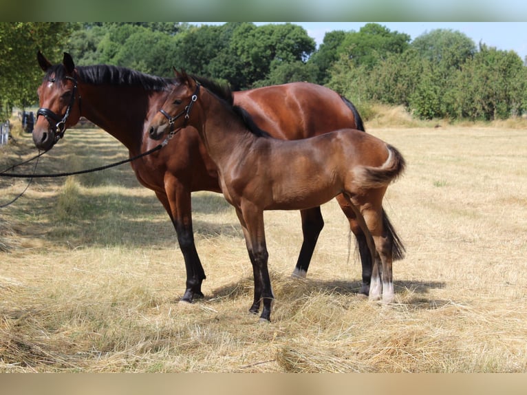 Oldenbourg Jument 2 Ans 160 cm Bai in Erfurt
