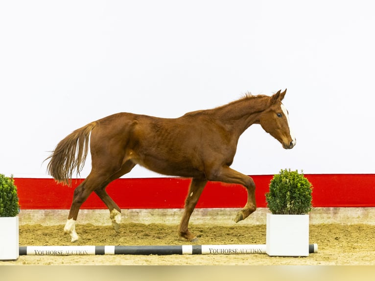 Oldenbourg Jument 2 Ans 163 cm Alezan brûlé in Waddinxveen