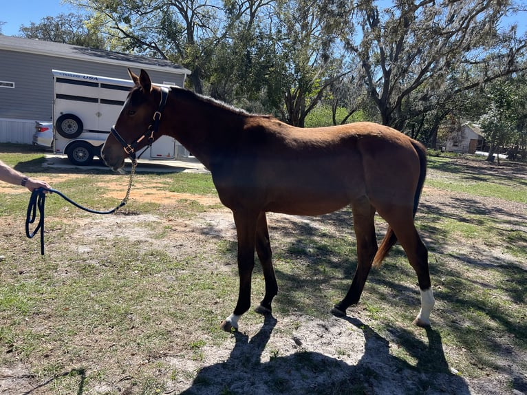 Oldenbourg Jument 2 Ans 163 cm Bai cerise in Brooksville