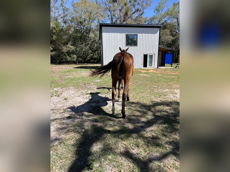 Oldenbourg Jument 2 Ans 163 cm Bai cerise in Brooksville