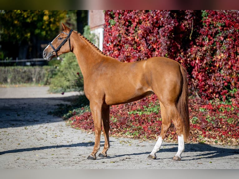 Oldenbourg Jument 2 Ans 165 cm Alezan in Poznań