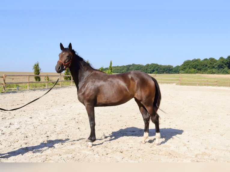 Oldenbourg Jument 2 Ans 165 cm Bai brun in Barjouville