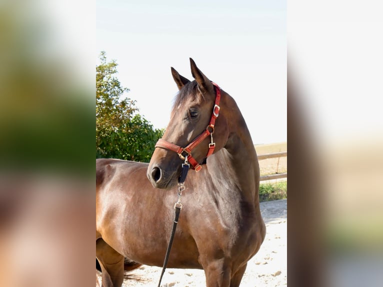 Oldenbourg Jument 2 Ans 165 cm Bai brun in Barjouville