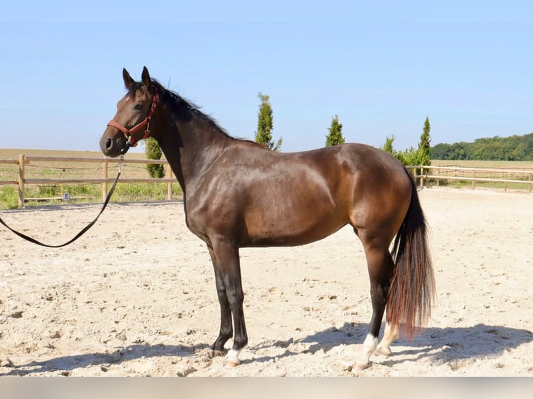Oldenbourg Jument 2 Ans 165 cm Bai brun in Barjouville