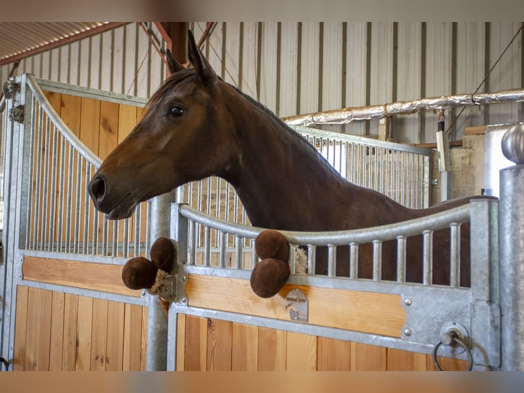 Oldenbourg Jument 2 Ans 165 cm Bai brun in Barjouville