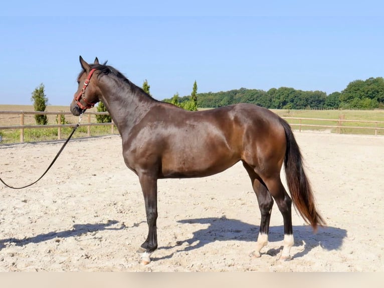 Oldenbourg Jument 2 Ans 165 cm Bai brun in Barjouville