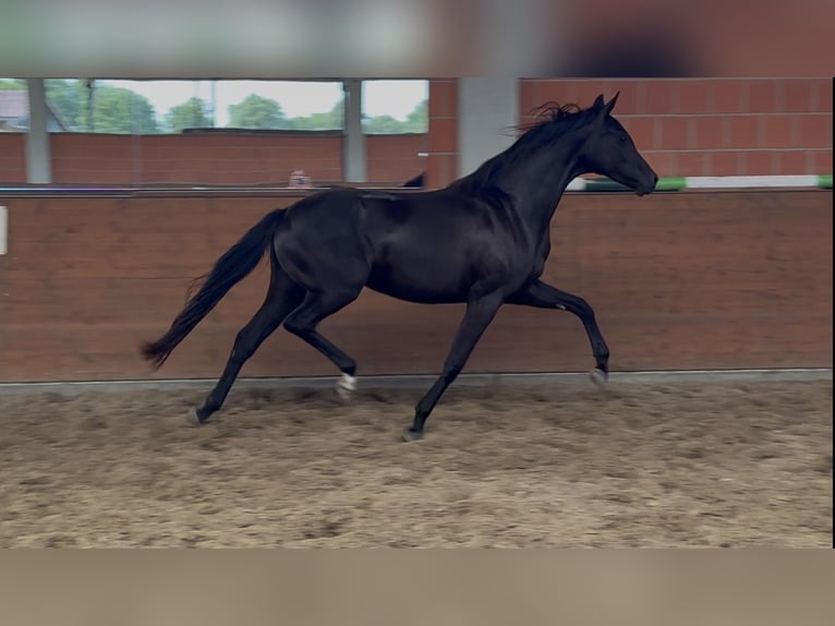Oldenbourg Jument 2 Ans 165 cm Noir in Langwedel