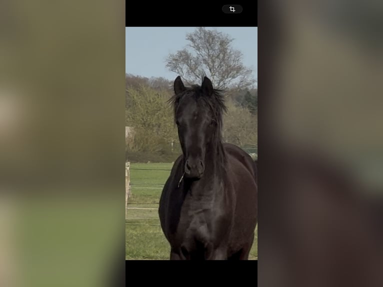 Oldenbourg Jument 2 Ans 165 cm Noir in Langwedel