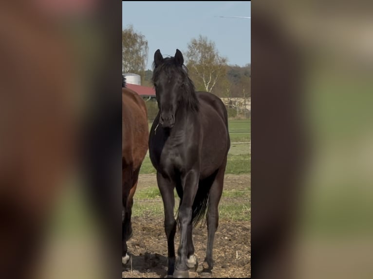 Oldenbourg Jument 2 Ans 165 cm Noir in Langwedel
