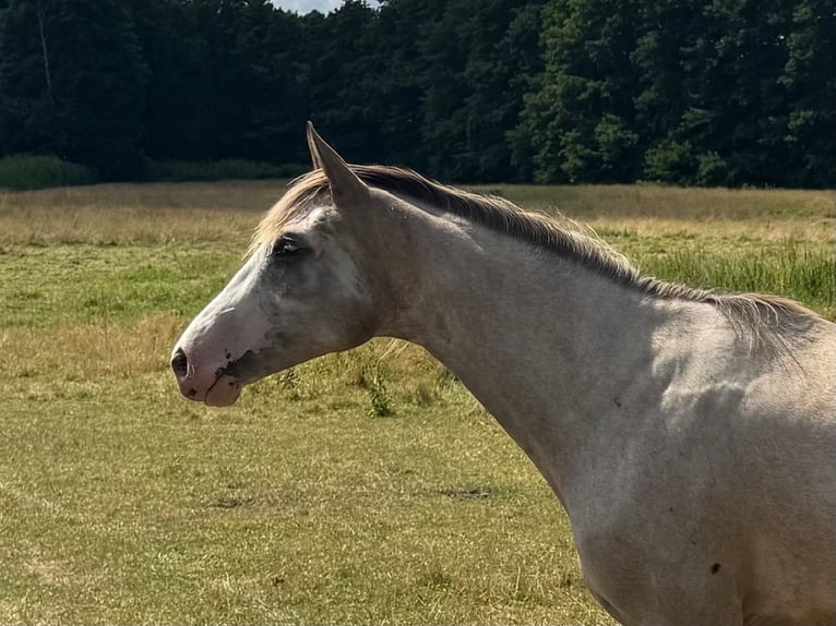 Oldenbourg Jument 2 Ans 165 cm Pinto in Goldenbow