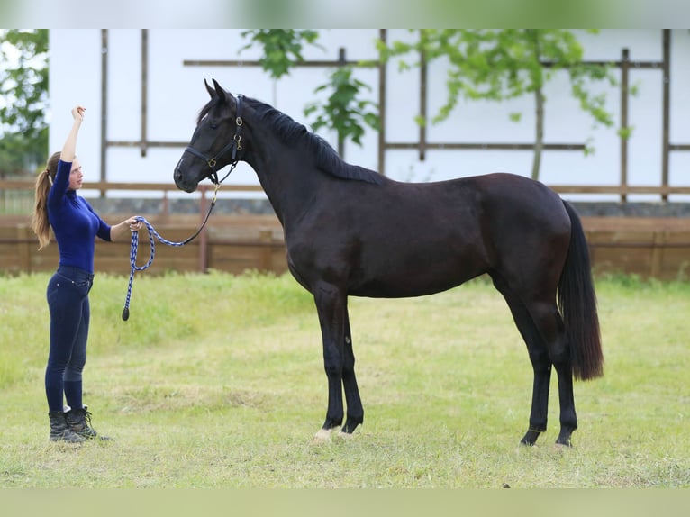 Oldenbourg Jument 2 Ans 166 cm Noir in Brytovka