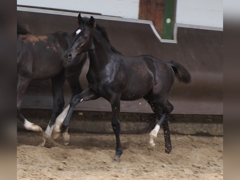 Oldenbourg Jument 2 Ans 166 cm Noir in Bramsche