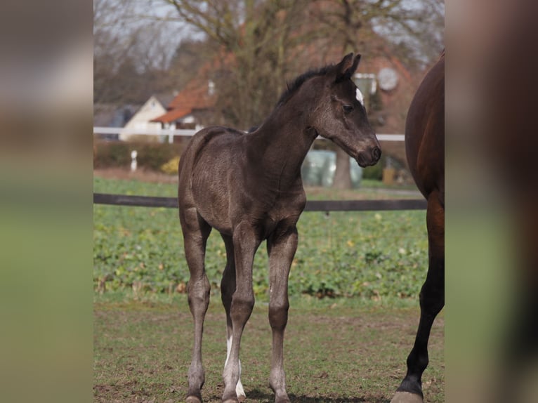 Oldenbourg Jument 2 Ans 166 cm Noir in Bramsche