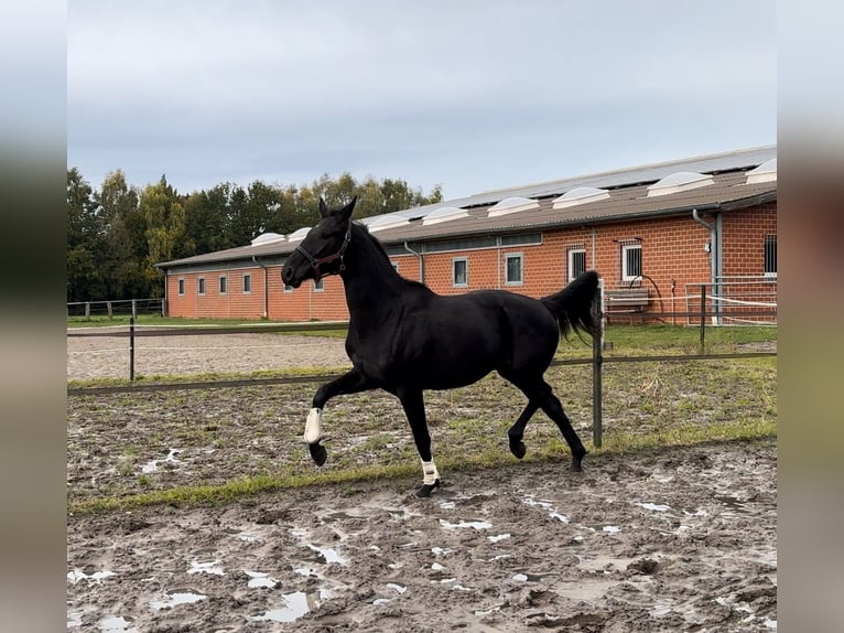 Oldenbourg Jument 2 Ans 166 cm Noir in Gehrde