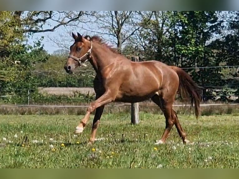 Oldenbourg Jument 2 Ans 167 cm  in Wittmund