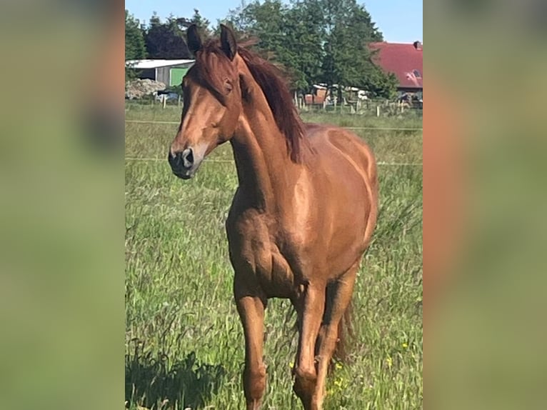 Oldenbourg Jument 2 Ans 168 cm Alezan in Leer (Ostfriesland)