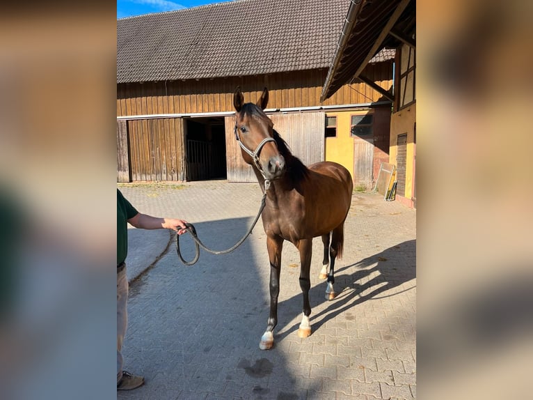 Oldenbourg Jument 2 Ans 168 cm Bai in Erbach