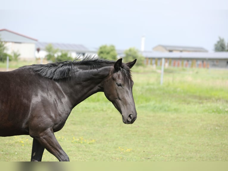 Oldenbourg Jument 2 Ans 168 cm Noir in Belgern