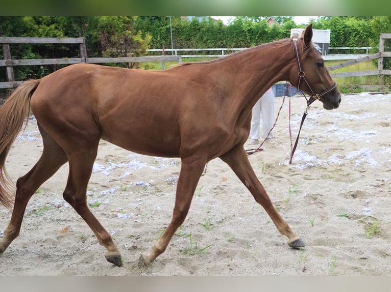 Oldenbourg Jument 2 Ans 169 cm Alezan in Paszk&#xF3;wka